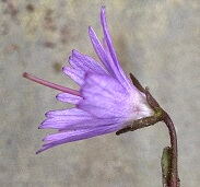 Soldanella pindicola dimonei