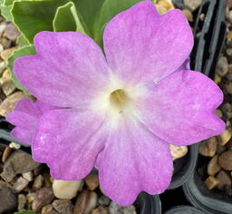 Primula 'Wharfedale Sunshine'