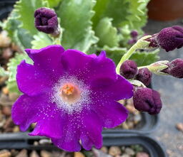 Primula marginata 'Beamish Seedling'