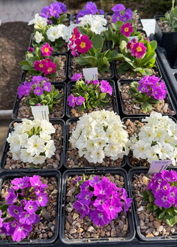 10 Primula Selection .