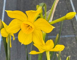 Narcissus jonquilla 'Baby Boomer'