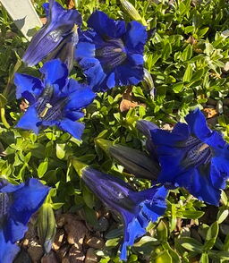 Gentiana acaulis 'Undulatifolia'