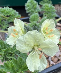 Erodium chrysanthum 'Arcadia'