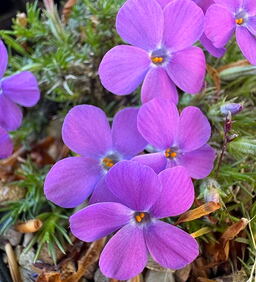 Phlox douglasii 'Violet Queen'