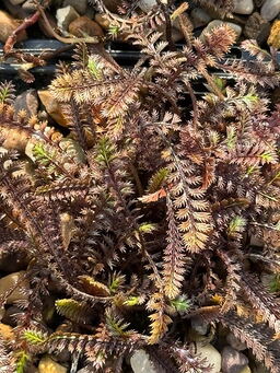 Leptinella 'Platts Black'