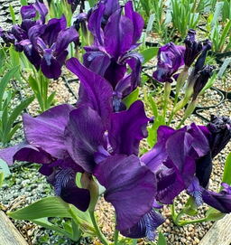 Iris aphylla 'Aslets Purple'