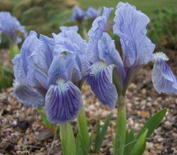 Iris 'Betty Chatter'