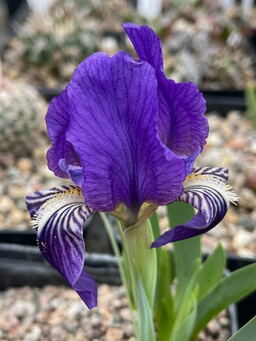 Iris chamaeiris