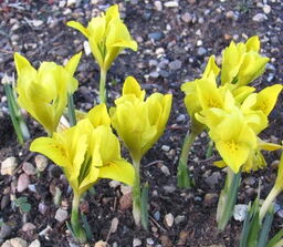 Iris danfordiae