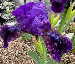 Iris 'Velvet Caper'
