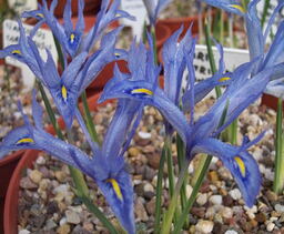 Iris histrio var aintabensis