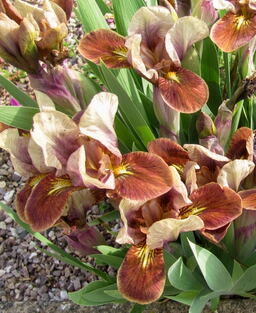 Iris 'Jasper Gem'