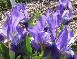 10 Dwarf Bearded Iris Selection