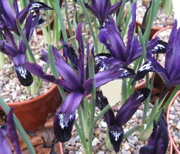 Iris reticulata 'Pauline' 