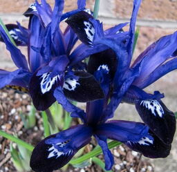 Iris reticulata 'Blue Note' 