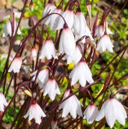 30 Autumn Flowering bulbs collection