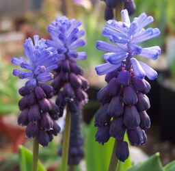 Muscari latifolium
