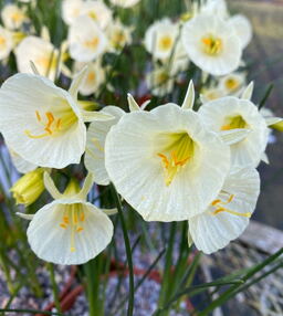 Narcissus bulbocodium 'Arctic Bells'