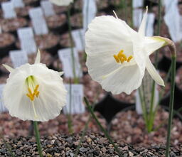 Narcissus Camoro