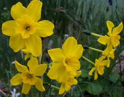 Narcissus fernandessii
