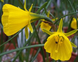 Narcissus bulbocodium 'Golden Bells' 
