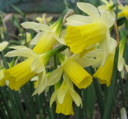 Narcissus nevadensis