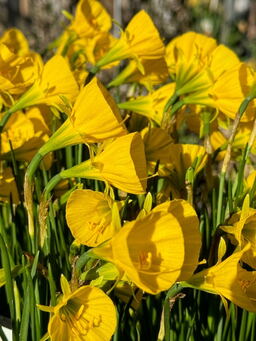 Narcissus bulbocodium 'Oxford Gold'