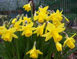 Narcissus cyclamineus 'Tete-a-Tete' 