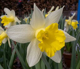 Narcissus Topolino 