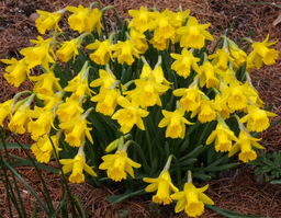 Narcissus asturiensis 'Wavertree'