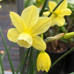 Narcissus triandrus 'Woodstar' 