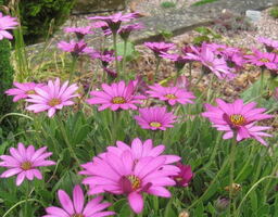 Osteospermum 'Irish' 