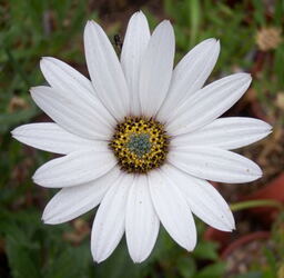 Osteospermum 'Weetwood' 
