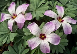 Oxalis adenophylla