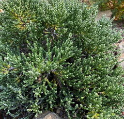Ozothamnus selago