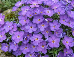 Phlox kelseyi 'Lemhi Purple' 