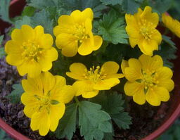 Potentilla neumanniana 'Nana' 