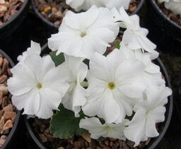 Primula x loiseleurii 'Aire Mist'