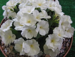 Primula 'Blindsee'