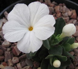 Primula allionii 'Eureka'
