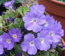 Primula 'Lindum Wedgewood'