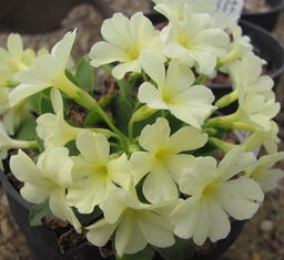 Primula 'Lismore Yellow'
