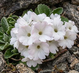 Primula marginata 'Alba'