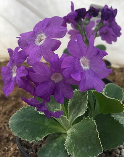 Primula marginata 'Pritchards Variety'