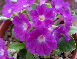 Primula 'Peggy Wilson'