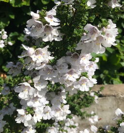 Prostanthera cuneata 