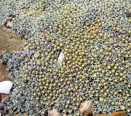 Raoulia australis 