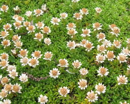 Raoulia glabra 