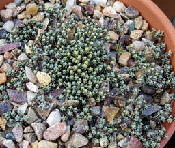 Raoulia lutescens 