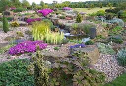 40 Reliable free flowering Alpines